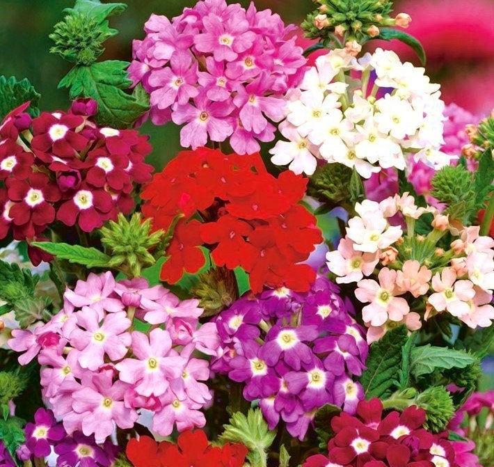 Garden Verbena Mix colors 100 seeds Vesta Market