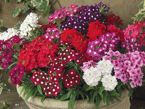 Garden Verbena Mix colors 100 seeds - Vesta Market