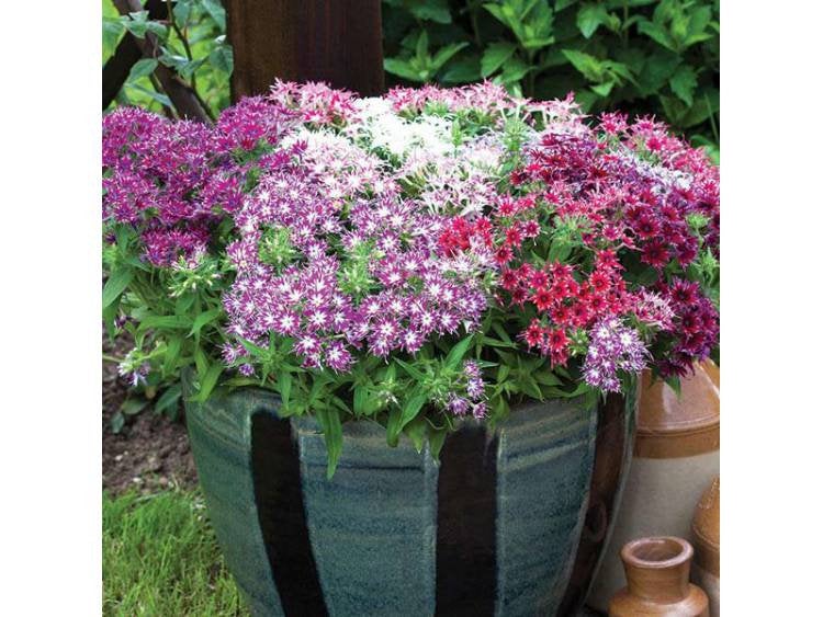 Drummond's Phlox mixed colour 100 seeds Vesta Market