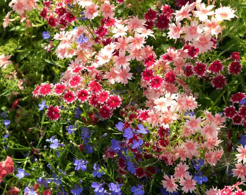 Drummond's Phlox mixed colour 100 seeds - Vesta Market