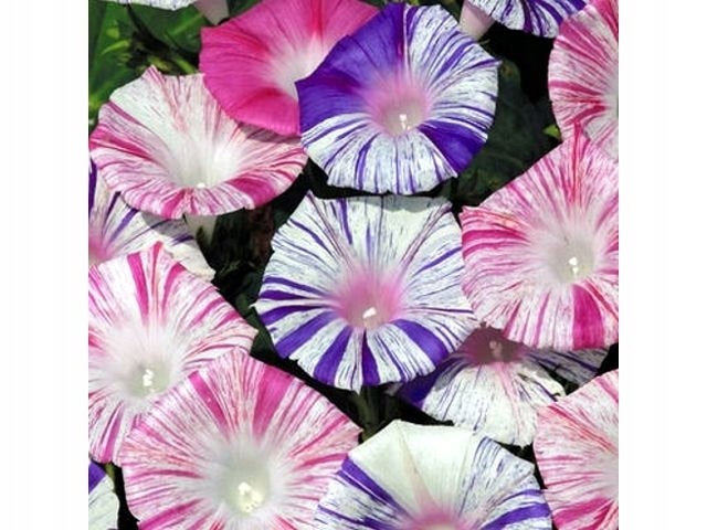 Morning-Glory Arlequin 50 seeds - Vesta Market