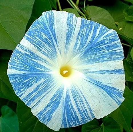 Morning-Glory Arlequin 50 seeds - Vesta Market