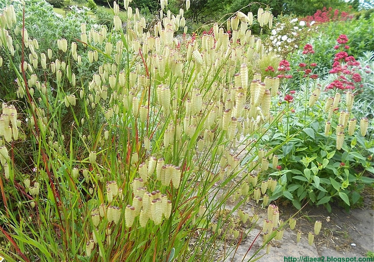 Briza Maxima 100 seeds - Vesta Market