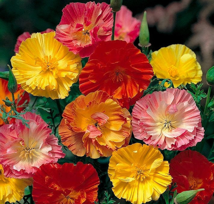 Eruption Full Ballerina 100 seeds - Vesta Market