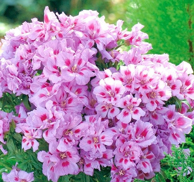 Large-Flowered Godetia Purple 100 seeds - Vesta Market
