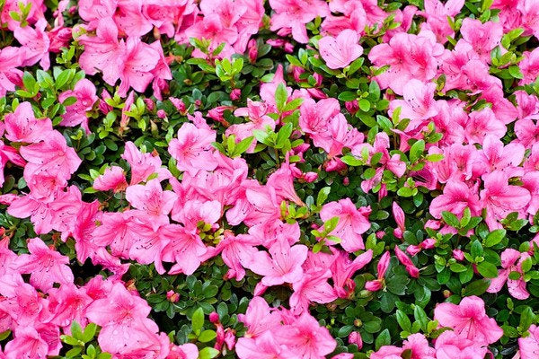 Large-Flowered Godetia Purple 100 seeds - Vesta Market