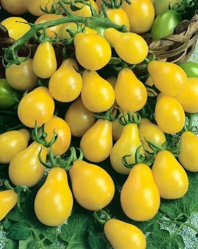 Perun Pear Tomato 100 seeds - Vesta Market