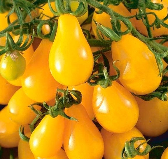 Perun Pear Tomato 100 seeds - Vesta Market