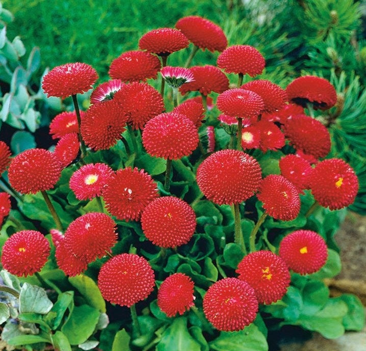 Meadow Daisy Pomponette Red 100 seeds - Vesta Market