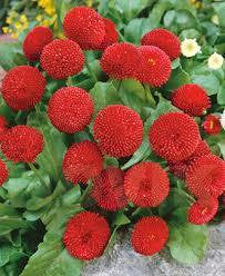 Meadow Daisy Pomponette Red 100 seeds - Vesta Market