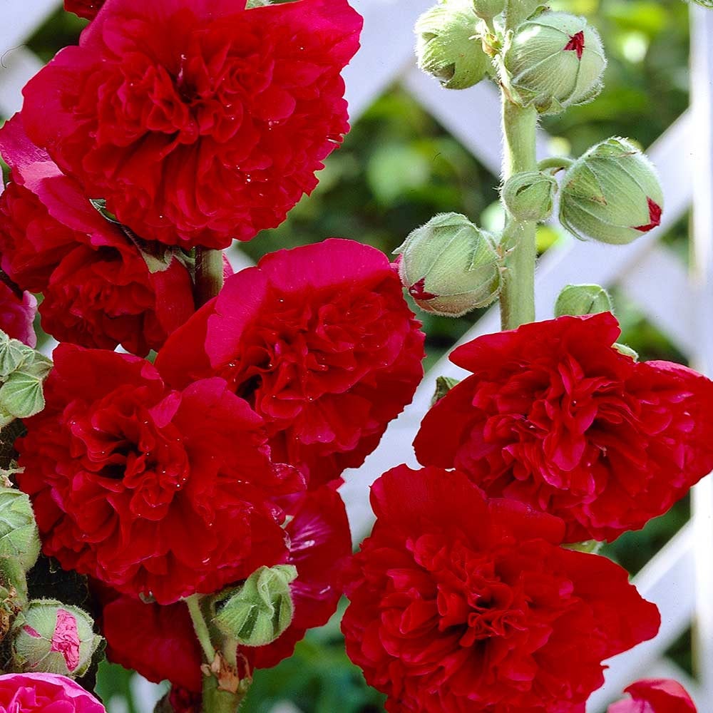 Althaea Rosea Hollyhock Red 50 seeds – Vesta Market