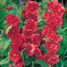 Althaea Rosea Hollyhock Red 50 seeds - Vesta Market