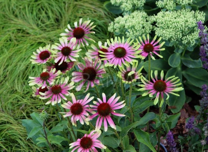 Coneflower Green Twister 50 Seeds - Vesta Market