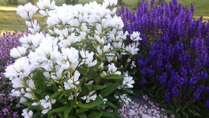 Clustered Bellflower Mixed 100 Seeds - Vesta Market