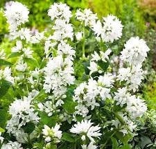 Clustered Bellflower White 100 Seeds Vesta Market