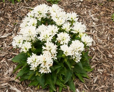 Clustered Bellflower White 100 Seeds - Vesta Market