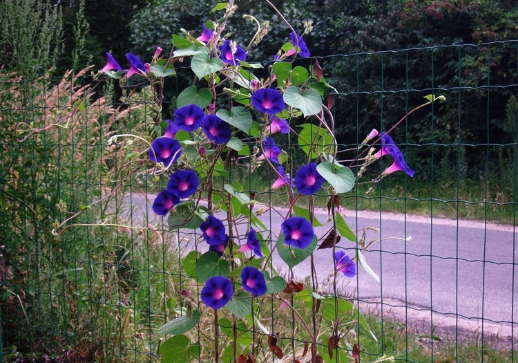 Climbing Purple Morning Glory 100 seeds - Vesta Market