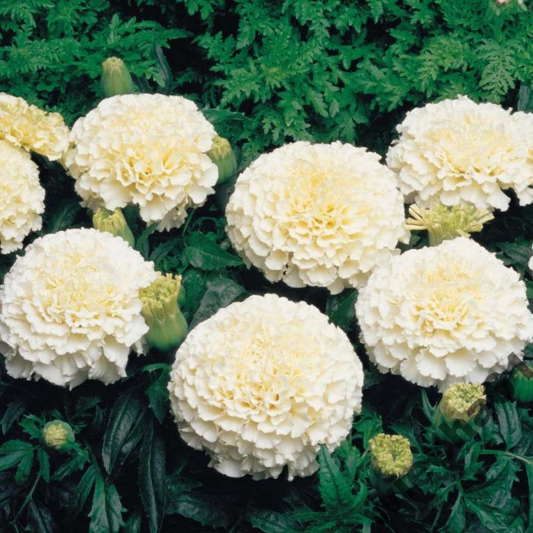 Aztec Marigold 60 seeds Vesta Market