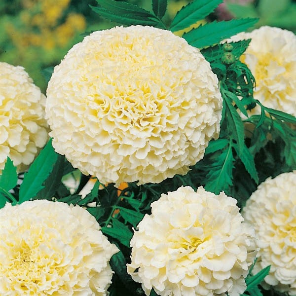 Aztec Marigold 60 seeds - Vesta Market
