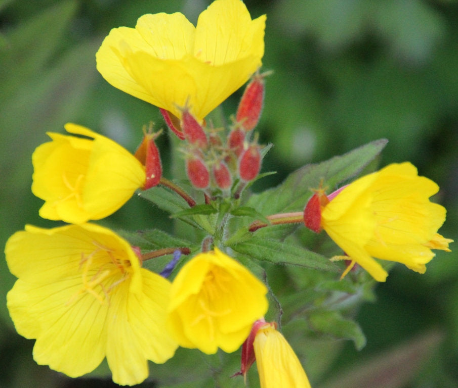 Missouri Evening Primrose 25 seeds - Vesta Market
