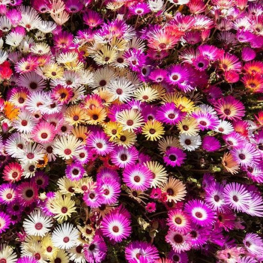 Livingston Daisy Mix Colors 500 seeds - Vesta Market