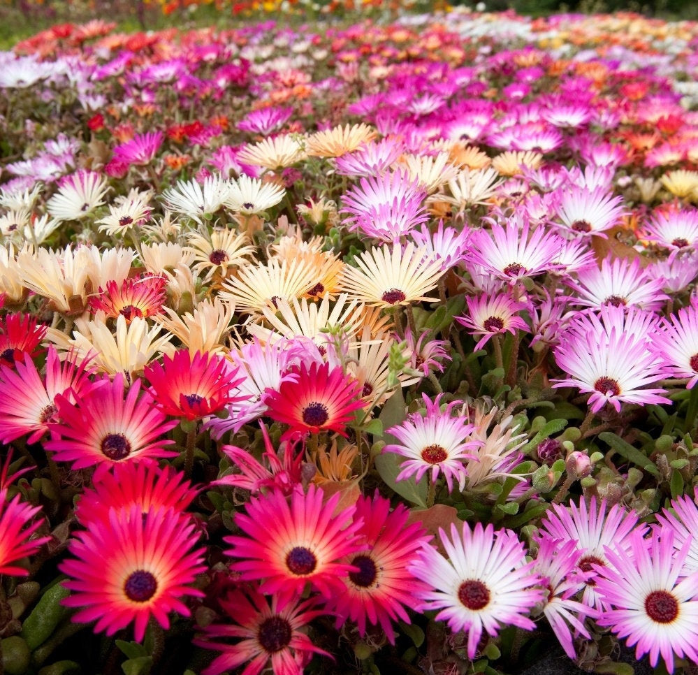 Livingston Daisy Mix Colors 500 seeds - Vesta Market