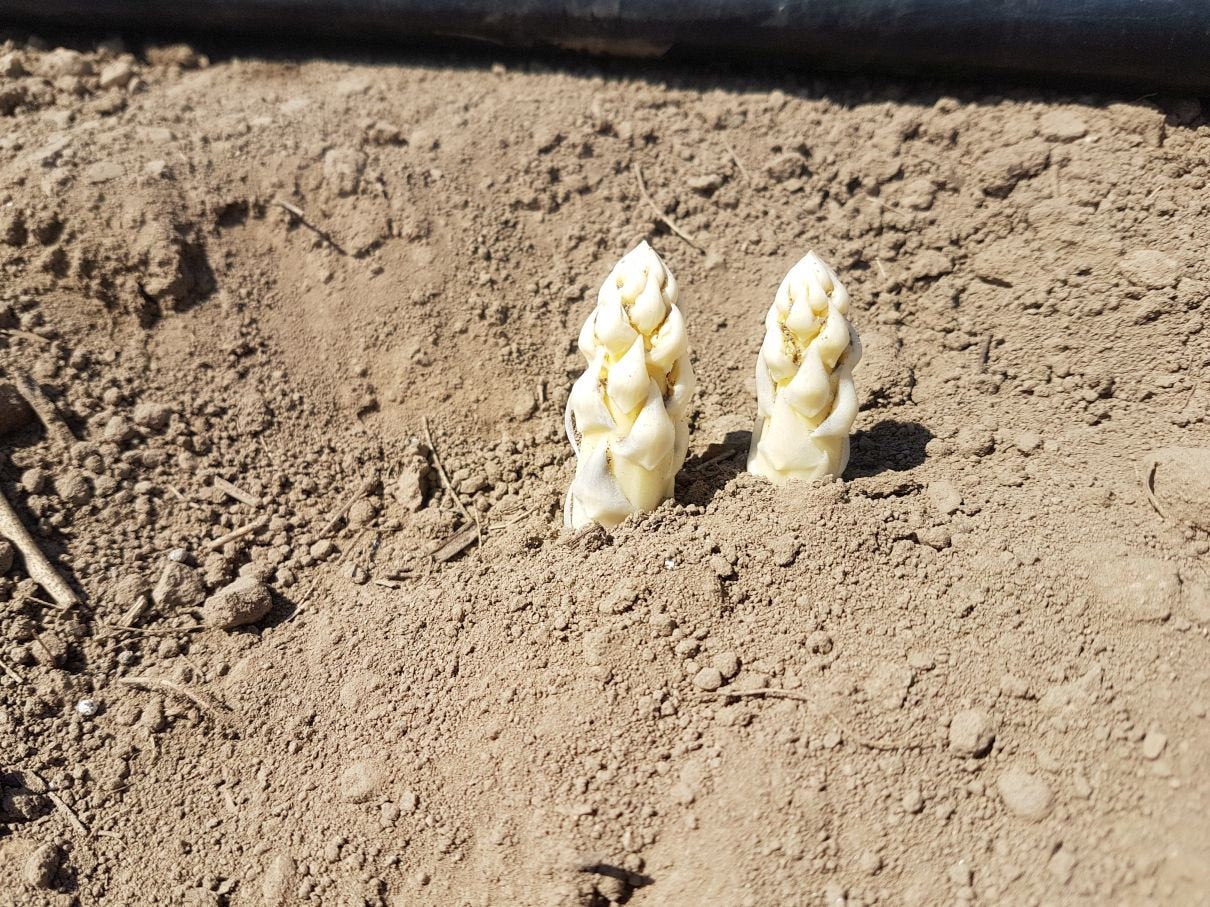 Asparagus 30 Seeds - Vesta Market