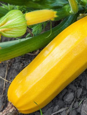 Zucchini Atena Polka 20 seeds Vesta Market