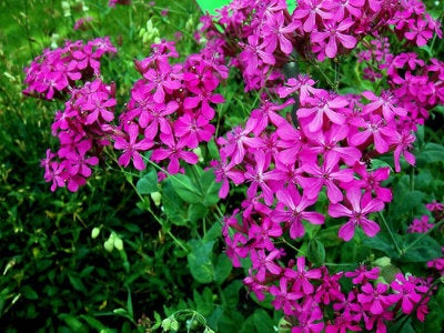 Silene Pendula Pink 200 seeds Vesta Market