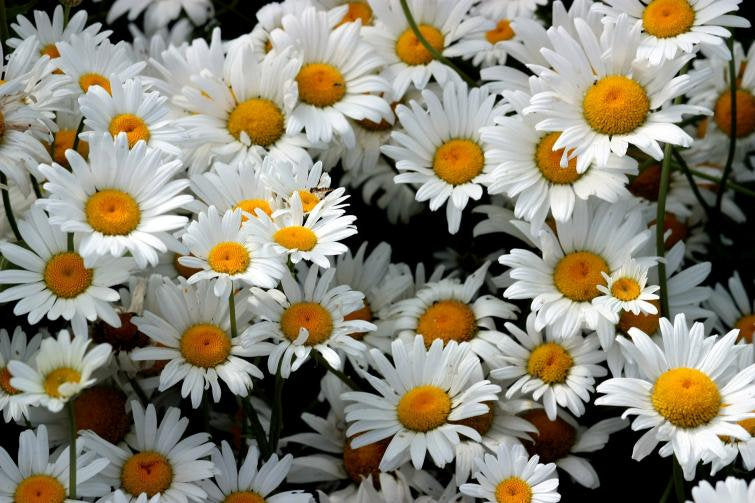 Oxeye Daisy White - 300 seeds - Vesta Market