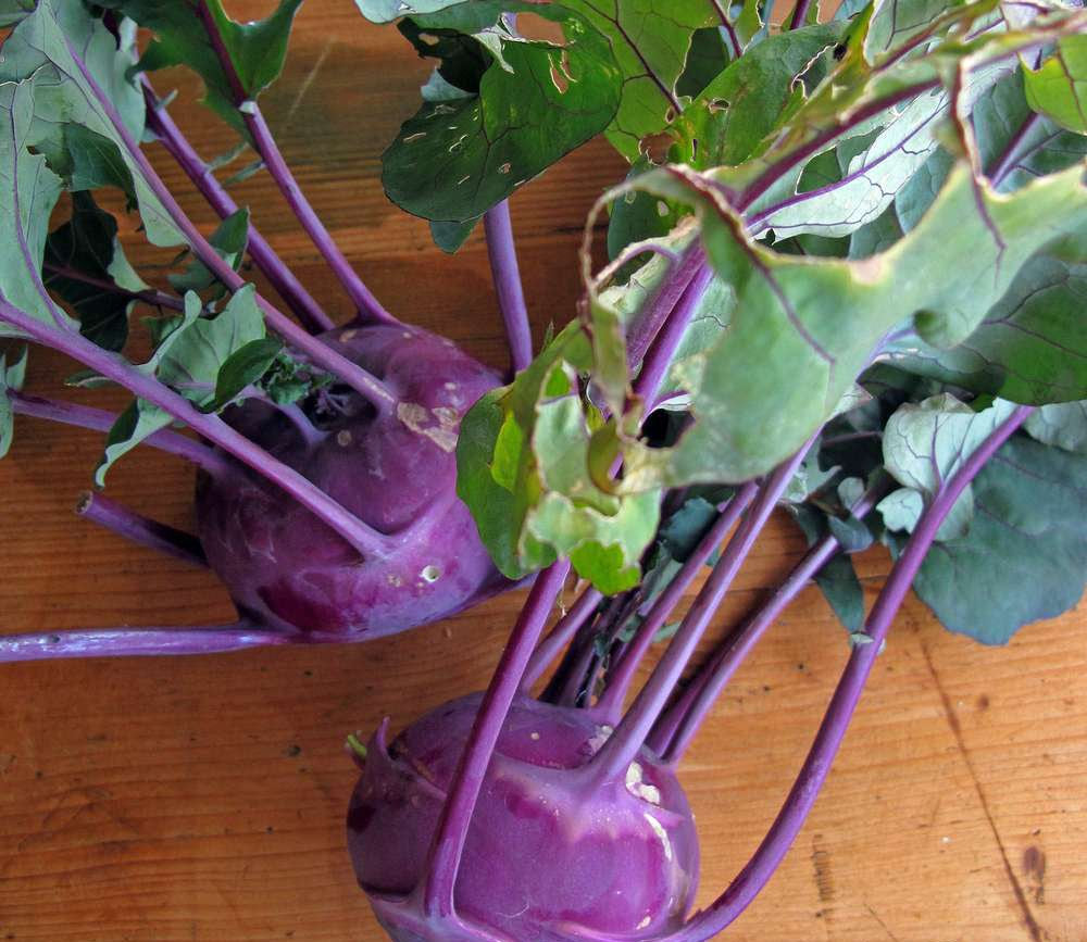Kohlrabi Delikatess Blauer - 200 seeds - Vesta Market