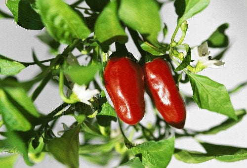 Siberian House Pepper 10 seeds Vesta Market