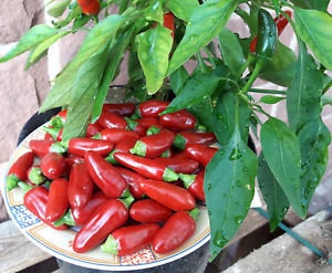 Siberian House Pepper 10 seeds Vesta Market