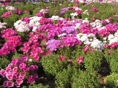 Satin Godetia Mixed Colors 500 seeds Vesta Market