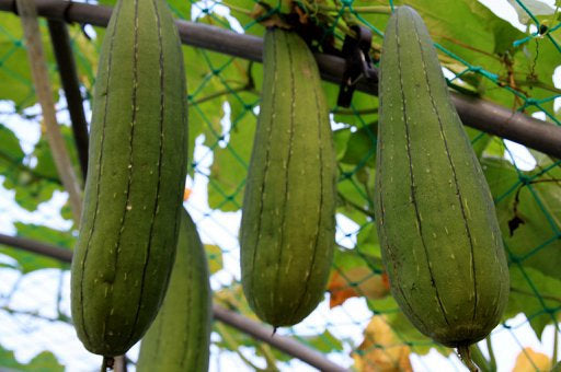 Sponge Gourd 10 seeds Vesta Market