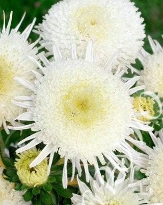 Aster Tall Princess Cymes 100 seeds - Vesta Market