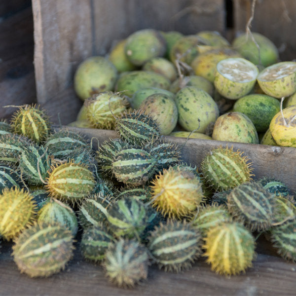 Ornamental Spiked Cucumber 30 seeds Vesta Market