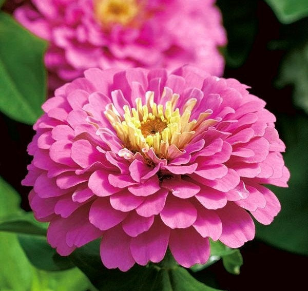Zinnia Flower Pink 50 Seeds Vesta Market