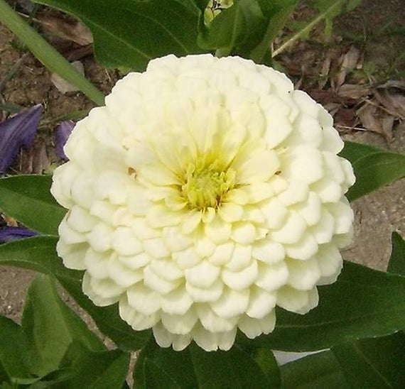 Zinnia Flower White 50 Seeds Vesta Market