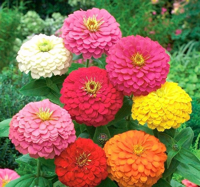 Zinnia Flower Mixed Colors 25 Seeds Vesta Market