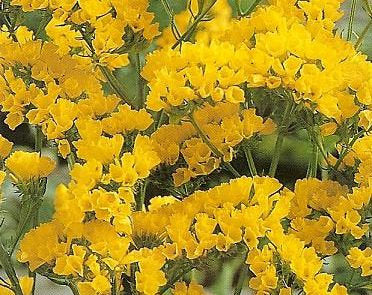 Wavyleaf Sea Lavender 50 seeds Yellow Vesta Market