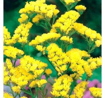 Wavyleaf Sea Lavender 50 seeds Yellow Vesta Market