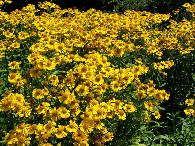 Sneezeweed Yellow 50 seeds Vesta Market