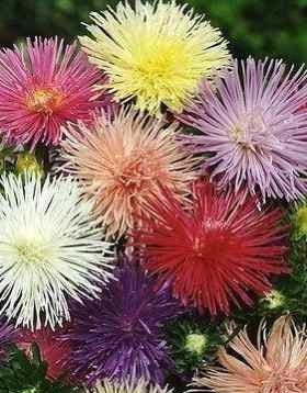 Aster Tall Needle Mixed Colors 200 seeds - Vesta Market