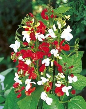 Ornamental Beans d'Espagne - 6 seeds - Decorative - Vesta Market