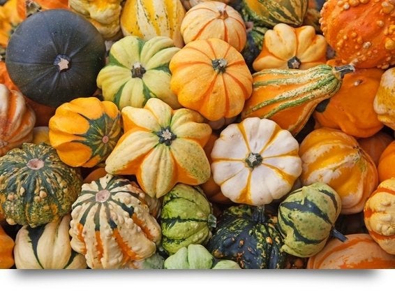 Crowned Pumpkin - 20 seeds - Vesta Market