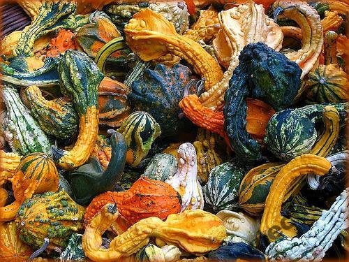 Pumpkin - Little Indian - 20 seeds Vesta Market