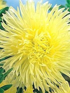 Aster Tall Needle Yellow 200 seeds - Vesta Market