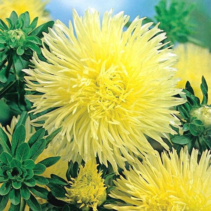 Aster Tall Needle Yellow 200 seeds - Vesta Market