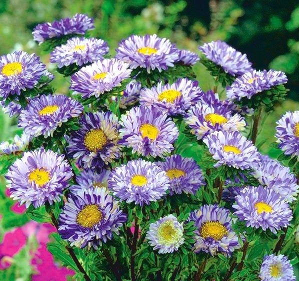 Dwarf Aster - Ribbon Blue - 100 seeds Vesta Market